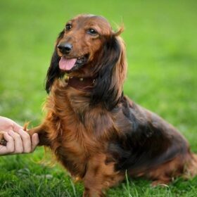 wired haired dachshund