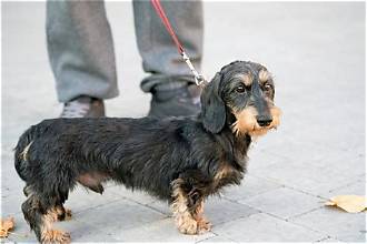 wire haired dachshund
