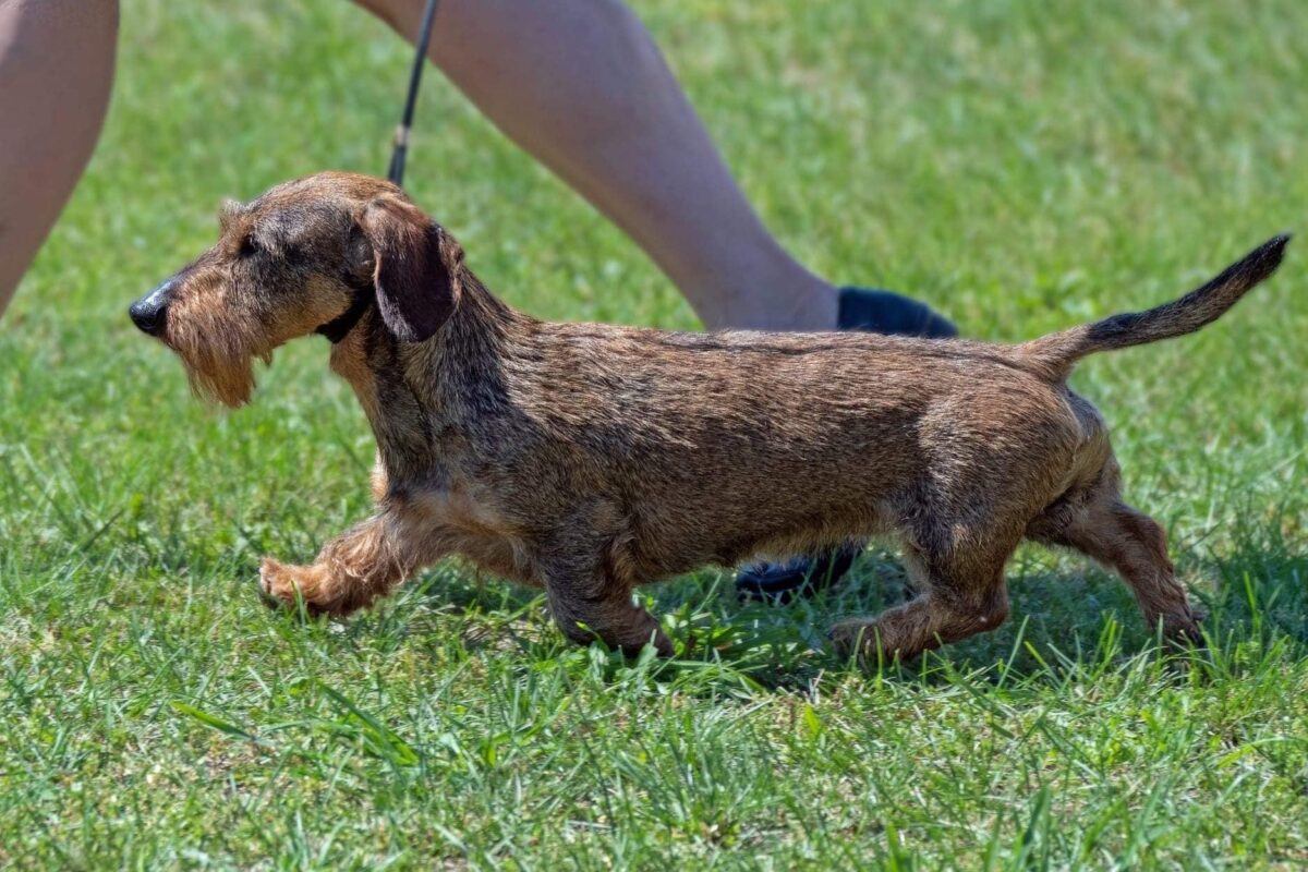 wire haired dachshunbreeder.dog