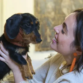 dachshund