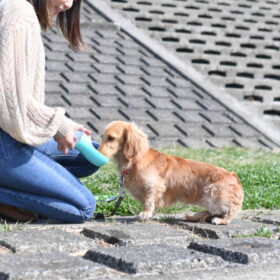 dachshund