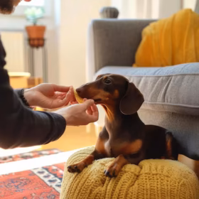 dachshund