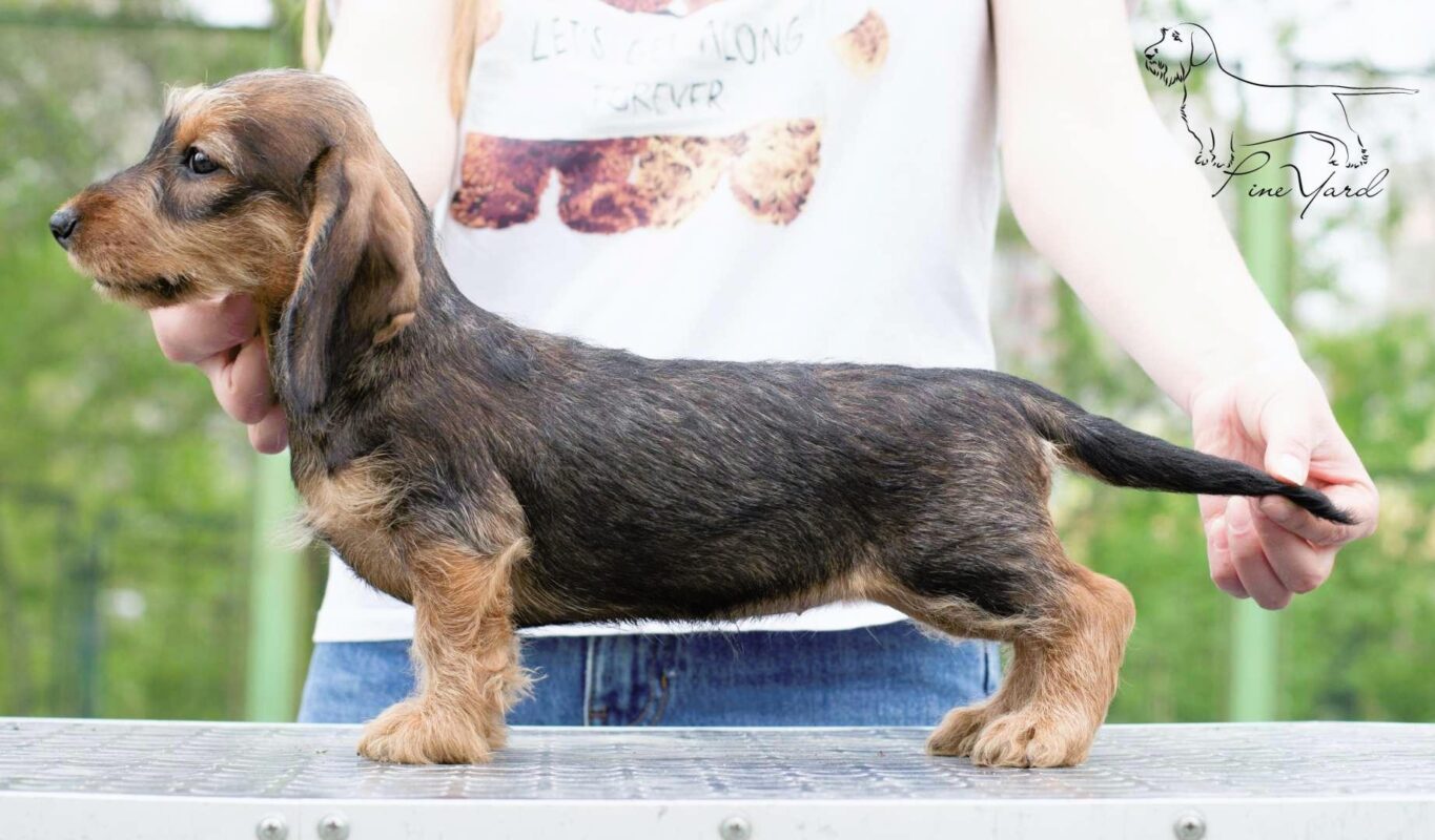 wire haired dachshund