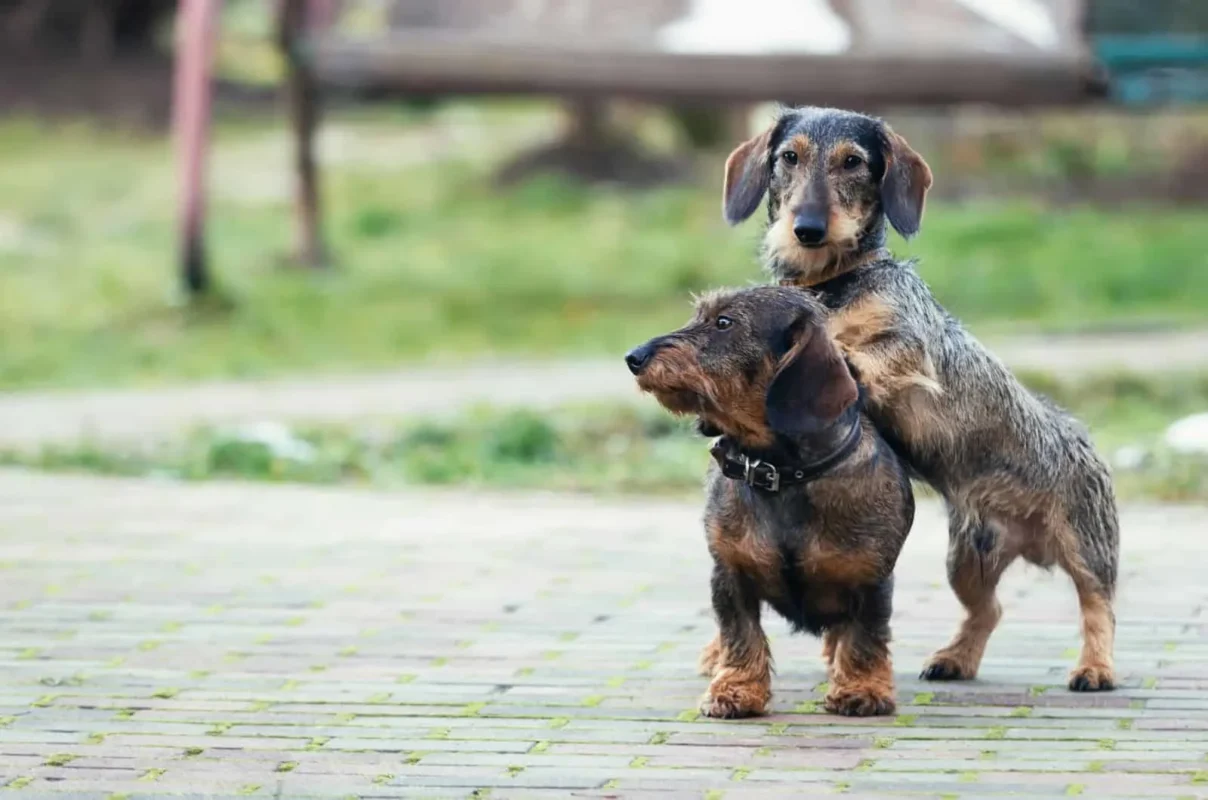 wire haired dachshundbreeder