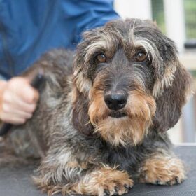 wire haired dachshund