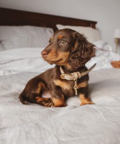 Long-Hair Dachshund Puppies
