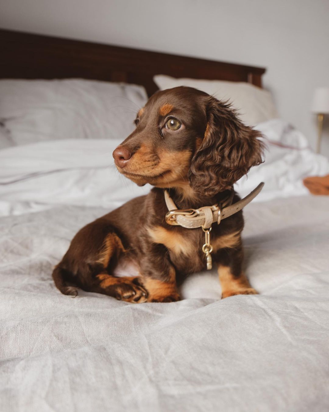 Long-Hair Dachshund Puppies