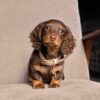 Long-Hair Dachshund Puppies