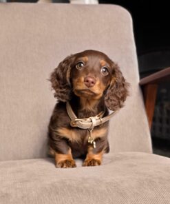 Long-Hair Dachshund Puppies
