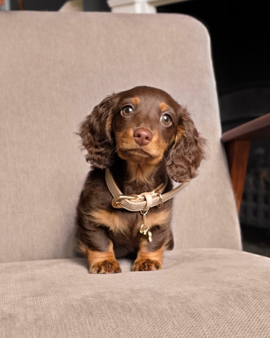 Long-Hair Dachshund Puppies