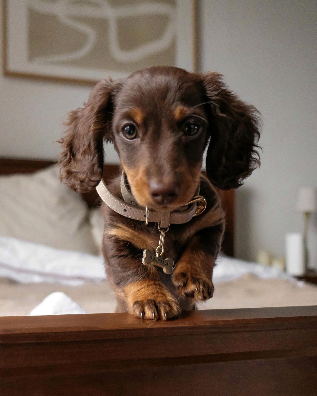 Long-Hair Dachshund Puppies