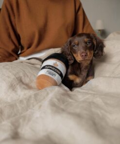 Long-Hair Dachshund Puppies