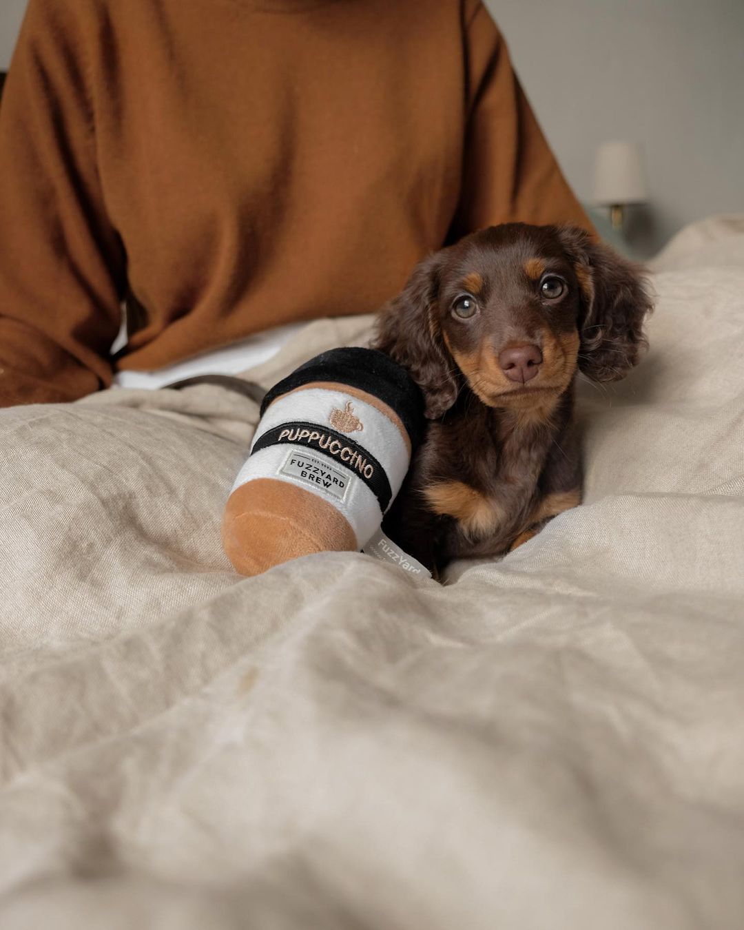 Long-Hair Dachshund Puppies
