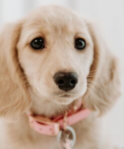 Blonde Long Haired Dachshund