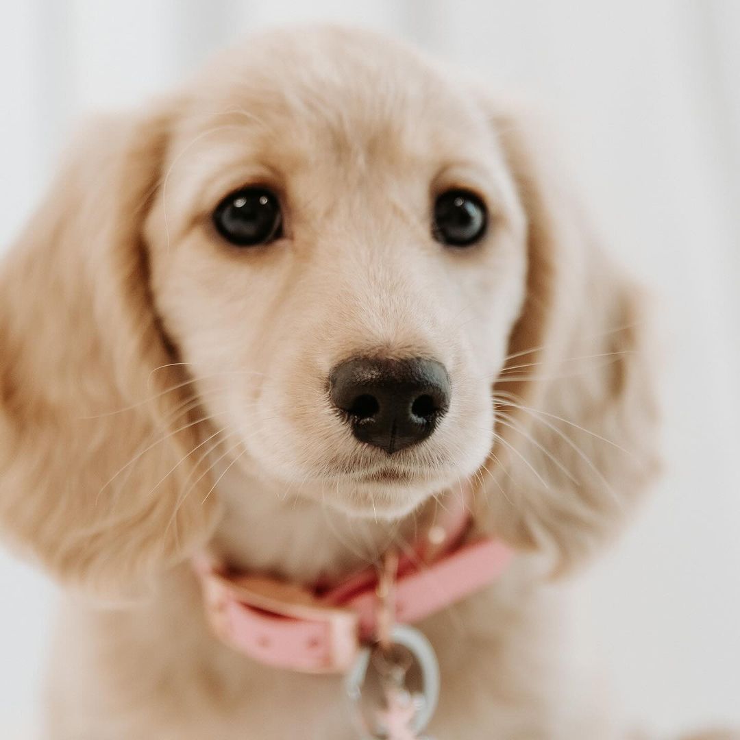 Blonde Long Haired Dachshund