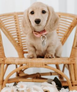 Blonde Long Haired Dachshund