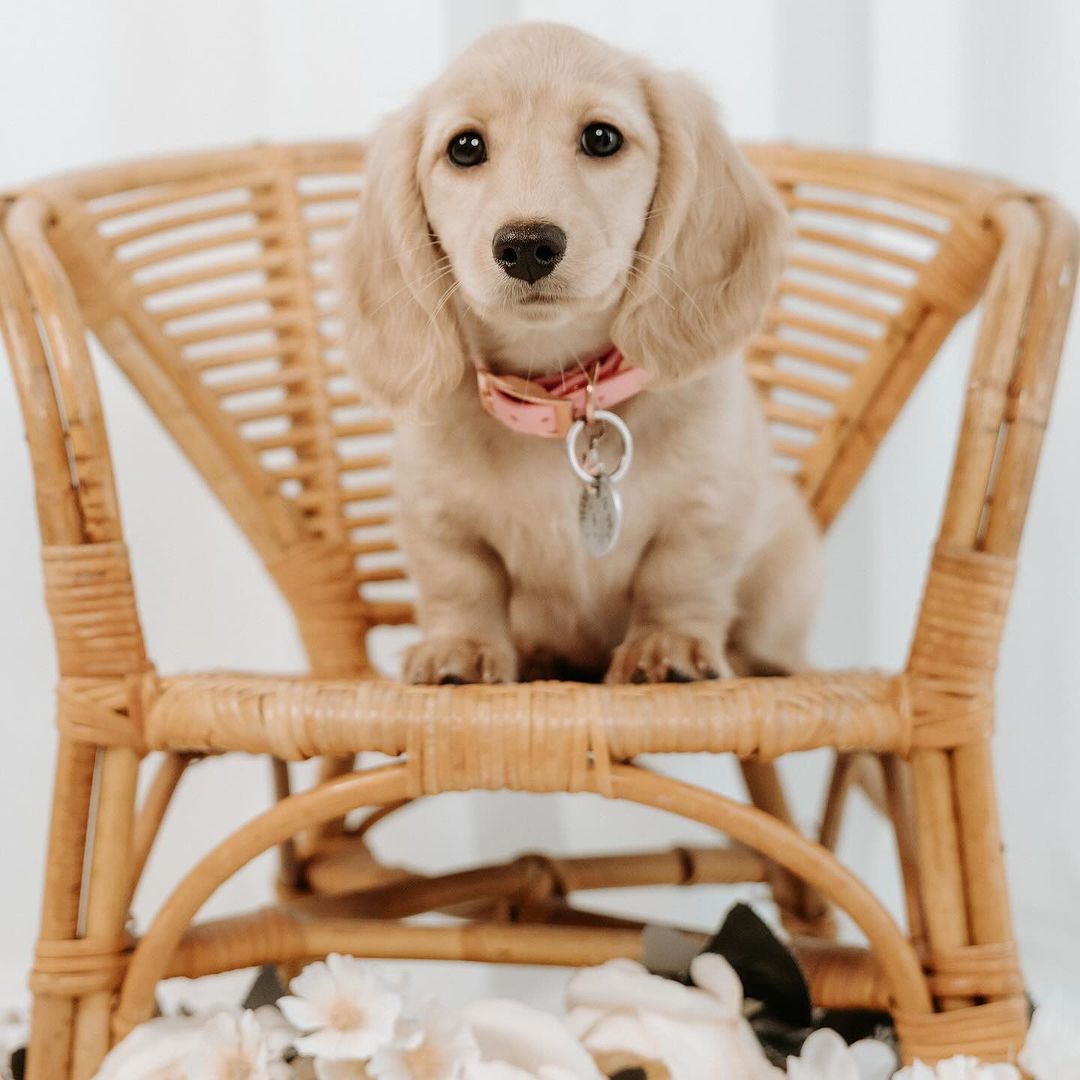 Blonde Long Haired Dachshund