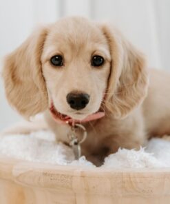 Blonde Long Haired Dachshund