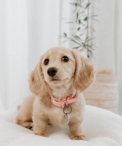 Blonde Long Haired Dachshund