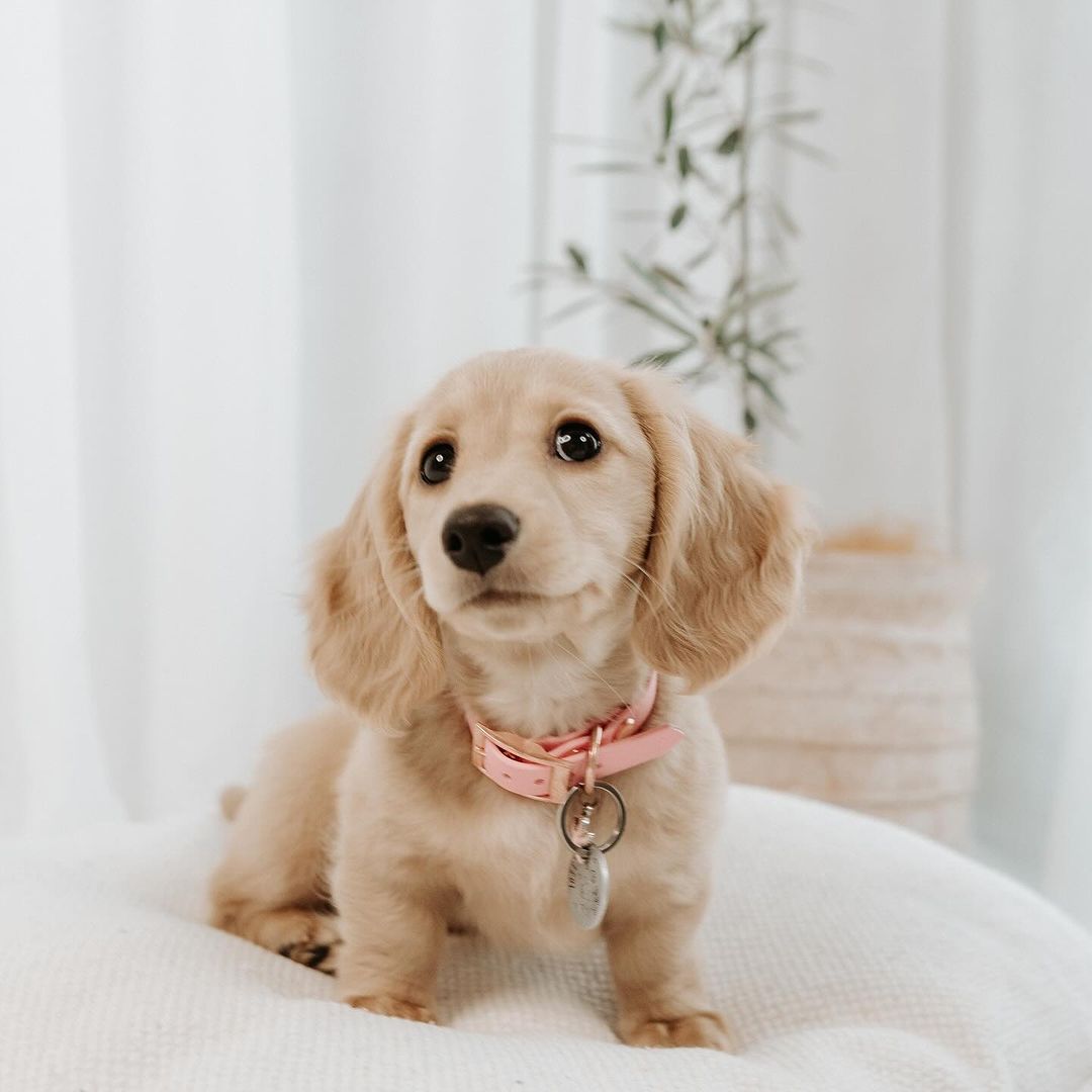 Blonde Long Haired Dachshund